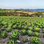 TERCERA ruta del MEZCAL en PUEBLA!!