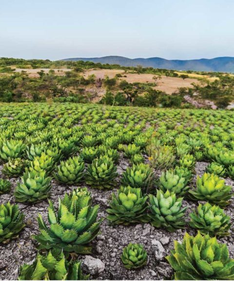 TERCERA ruta del MEZCAL en PUEBLA!!