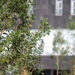 BOSQUE URBANO EN CIS Y PARQUE ECOLÓGICO SE FORTALECE CON 2 MIL 200 NUEVOS ÁRBOLES